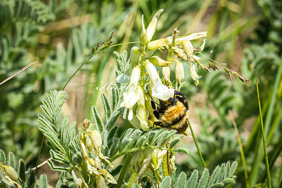 Bumble Bee 22 - June 6,2024 - Little Bighorn Battlefield National Monument