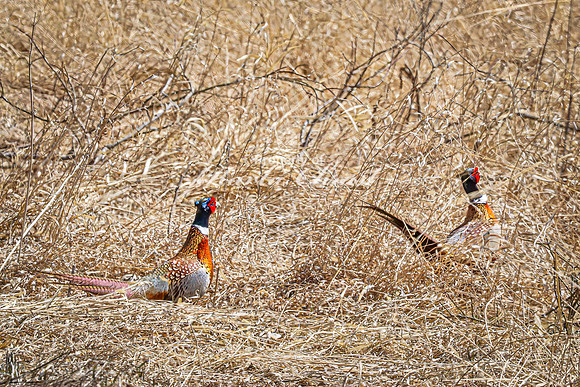 Ring-necked Pheasant, Male 32 - April 11, 2025 - Sioux Poinsett Game Production Area