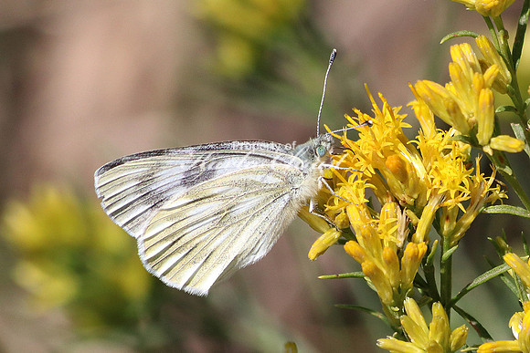 Checkered White 5 - September 08, 2017 Theodore Roosevelt National Park North Dakota