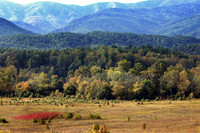 Cades Cove 1 - October 13, 2016 Great Smoky Mountains National Park