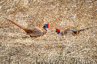 Ring-necked Pheasant, Male 13 - April 11, 2025 - Sioux Poinsett Game Production Area
