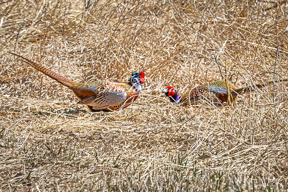 Ring-necked Pheasant, Male 13 - April 11, 2025 - Sioux Poinsett Game Production Area