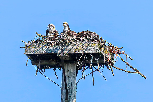 Osprey 9 - July 30, 2024 North Country National Scenic Trail