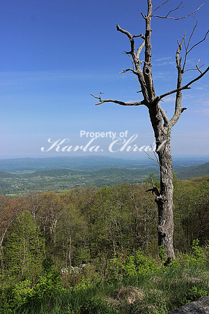 Shenandoah National Park 2 - May 13, 2014
