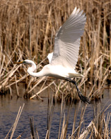 Great Egret - May 2, 2010