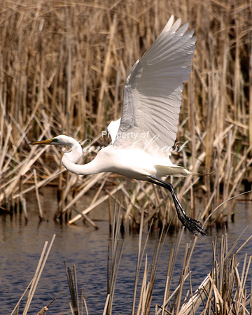 Great Egret - May 2, 2010