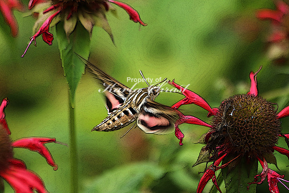 White Lined Sphinx Moth - August 10, 2018