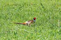Ring-necked Pheasant, Male 4 - May 10, 2024 - Union Slough National Wildlife Refuge