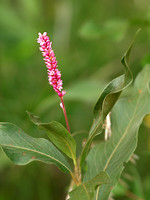Swamp Smartweed 1 - August 13, 2011 Oakwood Lakes State Park