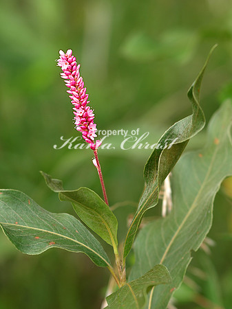 Swamp Smartweed 1 - August 13, 2011 Oakwood Lakes State Park