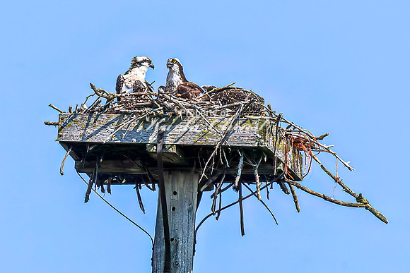 Osprey 6 - July 30, 2024 North Country National Scenic Trail