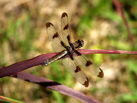 Twelve-spotted Skimmer 1 - August 13, 2011 Oakwood Lakes State Park