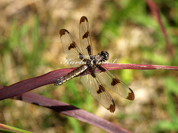 Twelve-spotted Skimmer 1 - August 13, 2011 Oakwood Lakes State Park
