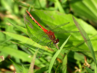White-faced Meadowhawk 3  - August 13, 2011 Oakwoods Lake State Park
