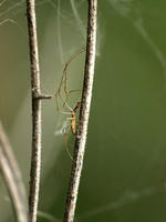 Long Legged Spider - August 13, 2011 Oakwoods Lake State Trail