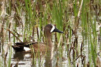 Blue-winged Teal 2, April 29, 2019 Quivira National Wildlife Refuge