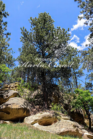 Devils Tower National Monument Joyner Ridge Trail 6- June 4, 2024