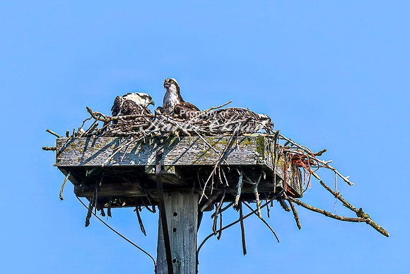 Osprey 7 - July 30, 2024 North Country National Scenic Trail