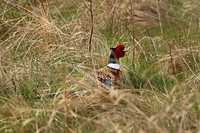 Ring-necked Pheasant, Male 2 - May 3, 2019 Valentine National Wildlife Refuge