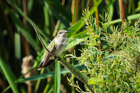 Ruby-throated Hummingbird 30 - September 1,  2023 Oakwood Lakes State Park