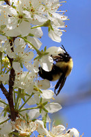 Bumble Bee 13 - May 4, 2019 Missouri National Scenic River Nebraska
