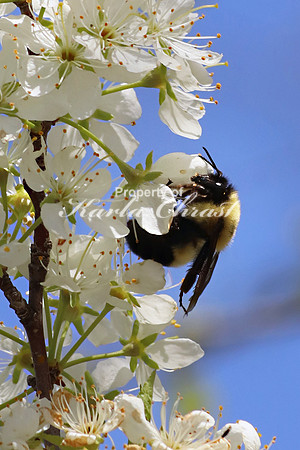 Bumble Bee 13 - May 4, 2019 Missouri National Scenic River Nebraska