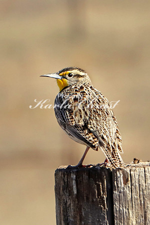 Western Meadowlark 7 - May 2, 2019 Fort Niobrara National Wildlife Refuge