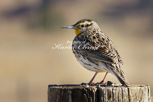 Western Meadowlark 8 - May 2, 2019 Fort Niobrara National Wildlife Refuge