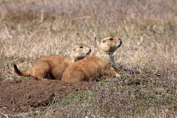 Black-tailed Prairie Dog 36 - May 2, 2019 Fort Niobrara National Wildlife Refuge