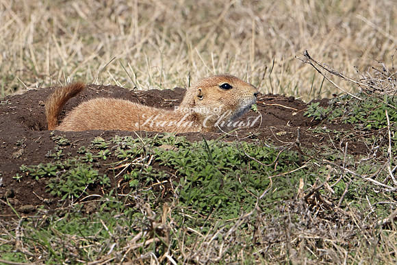 Black-tailed Prairie Dog 37 - May 2, 2019 Fort Niobrara National Wildlife Refuge