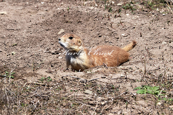 Black-tailed Prairie Dog 38 - May 2, 2019 Fort Niobrara National Wildlife Refuge