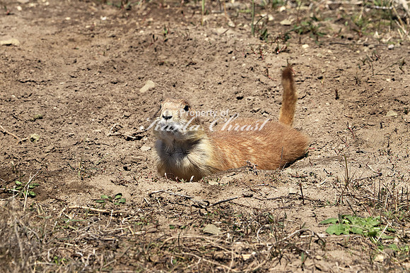Black-tailed Prairie Dog 39 - May 2, 2019 Fort Niobrara National Wildlife Refuge