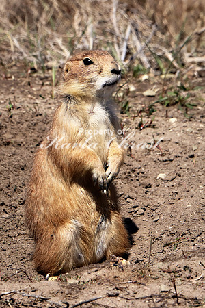 Black-tailed Prairie Dog 40 - May 2, 2019 Fort Niobrara National Wildlife Refuge
