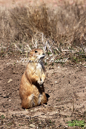 Black-tailed Prairie Dog 41 - May 2, 2019 Fort Niobrara National Wildlife Refuge