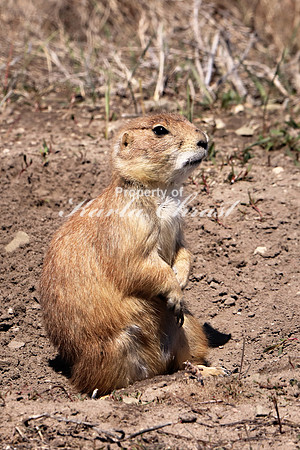 Black-tailed Prairie Dog 42 - May 2, 2019 Fort Niobrara National Wildlife Refuge