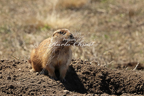 Black-tailed Prairie Dog 44 - May 2, 2019 Fort Niobrara National Wildlife Refuge