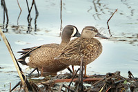 Blue-winged Teal 3 - May 12, 2019 Big Stone National Wildlife Refuge