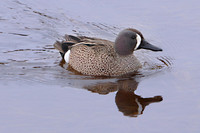 Blue-winged Teal 4 - May 12, 2019 Big Stone National Wildlife Refuge