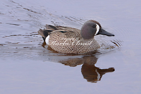 Blue-winged Teal 4 - May 12, 2019 Big Stone National Wildlife Refuge