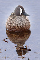 Blue-winged Teal 5 - May 12, 2019 Big Stone National Wildlife Refuge