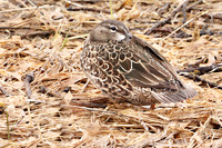 Blue-winged Teal 6 - May 12, 2019 Big Stone National Wildlife Refuge
