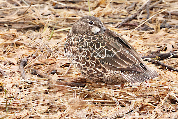 Blue-winged Teal 6 - May 12, 2019 Big Stone National Wildlife Refuge