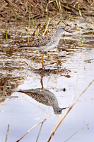 Greater Yellowlegs 1 - May 12, 2019 Big Stone National Wildlife Refuge