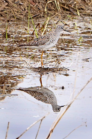 Greater Yellowlegs 1 - May 12, 2019 Big Stone National Wildlife Refuge