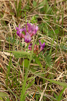 American Vetch 4 - May 12, 2019 Hartford Beach State Park