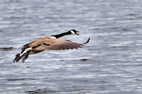 Canadian Goose 11 - May 27, 2019