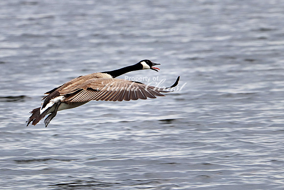Canadian Goose 11 - May 27, 2019