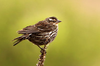 Red-Winged Blackbird 3, Female - May 27, 2019