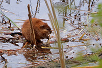 Muskrat 10 - May 27, 2019