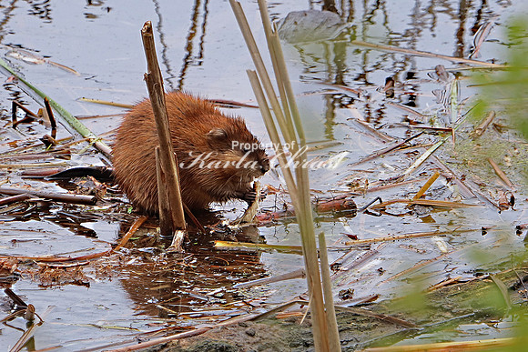 Muskrat 10 - May 27, 2019